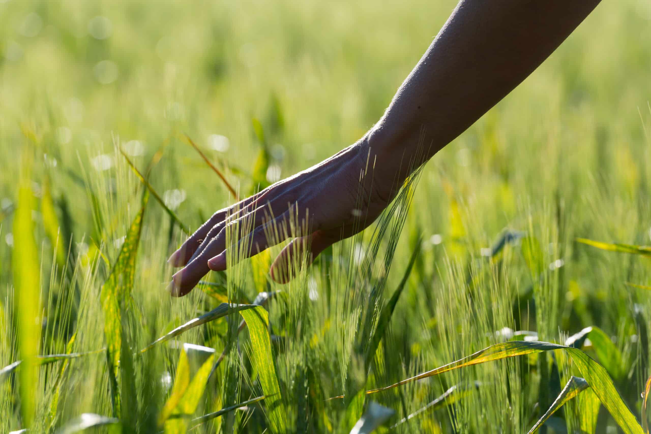 Close Up Of Hand In Wheat Field